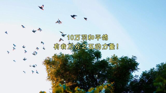 建党百年庆祝大会的10万羽和平鸽,是从北京“鸽子迷”借来的!