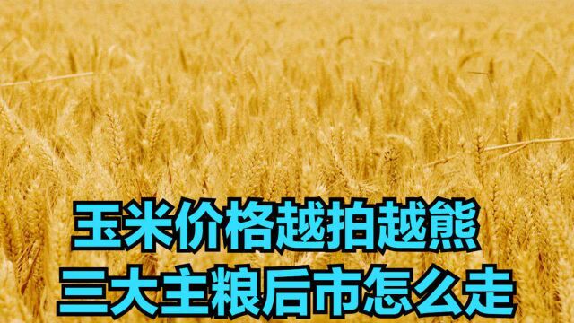 玉米越拍越熊,粮食行情:三大主粮后市到底该怎么走?