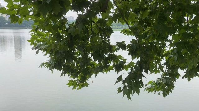 醉美全在东湖景,夏天的雨后