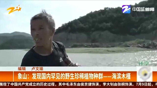 象山:发现国内罕见的野生珍稀植物种群——海滨木槿