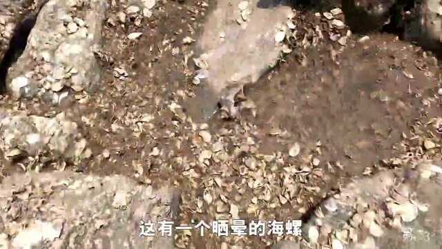 赶海捡海星回去养,它跑起来的样子头一次见,不知道你见过没?