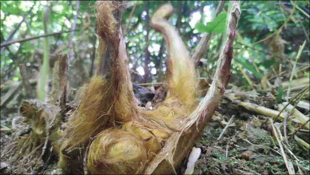 深山遇长满动物绒毛的名贵药材,是国家级濒危保护植物,金毛狗蕨