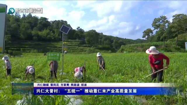 兴仁大普村:“五统一”推动薏仁米产业高质量发展