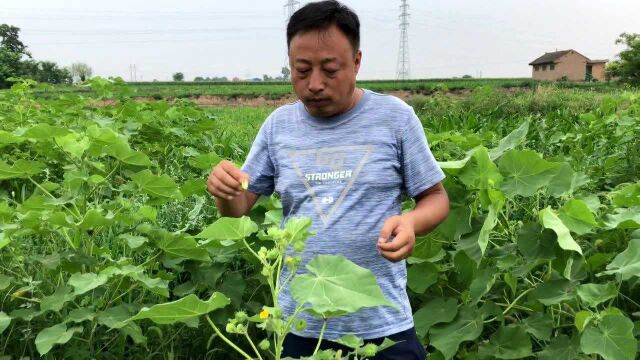 青麻虽说是杂草,但它用途广泛价值高,你了解这种草多少呢