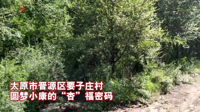 “红果果”鼓起村民“口袋袋” 太原市晋源区要子庄村圆梦小康有“杏”福密码