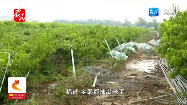 邯郸邱县:连续降雨致大棚垮塌,六亩桃树面临绝收,果农损失惨重