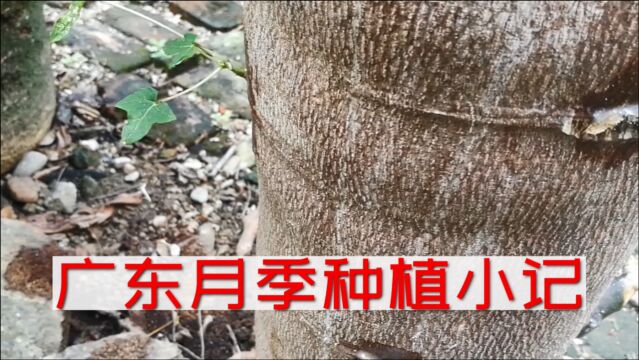 介壳虫:小范围安全治理新法探索