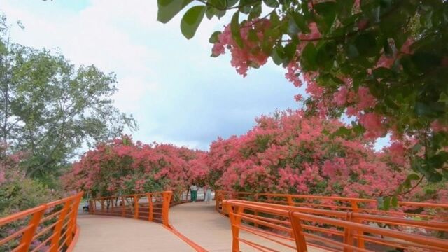 果然视频|临沂千亩紫薇娇艳盛放,花开百日待君赏