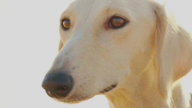 6000年来没多少变化的萨卢基犬!能捕猎瞪羚的高速猎犬!