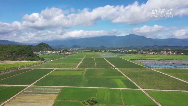 湖南道县:蔬菜基地采收忙 小康路上笑开颜