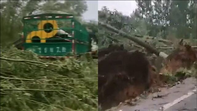 狂风暴雨袭击商丘,成排树木被连根拔起