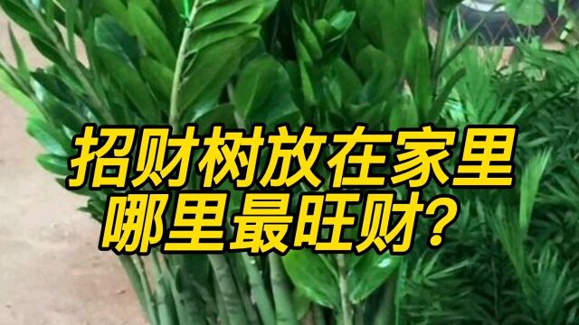 招财树放在家里哪个位置,最旺财?招财树摆放的禁忌