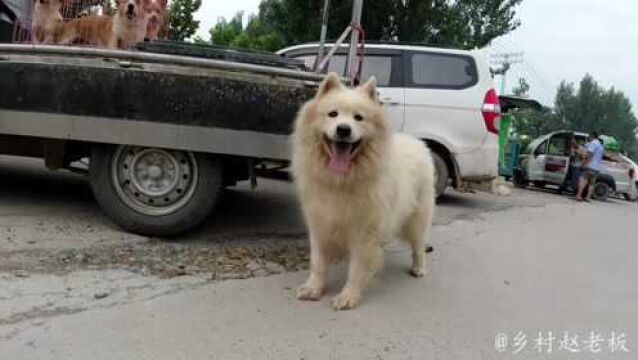 曾经价值上百万的藏獒,如今沦落到狗市,猜猜能卖多少钱?