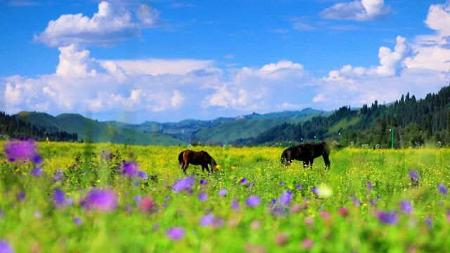 2021.8.07恰西野草花