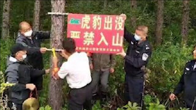 东北虎“完达山一号”再临吉林林区 当地紧急启动人虎冲突预案