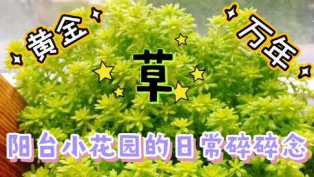 阳台小花园的日常碎碎念