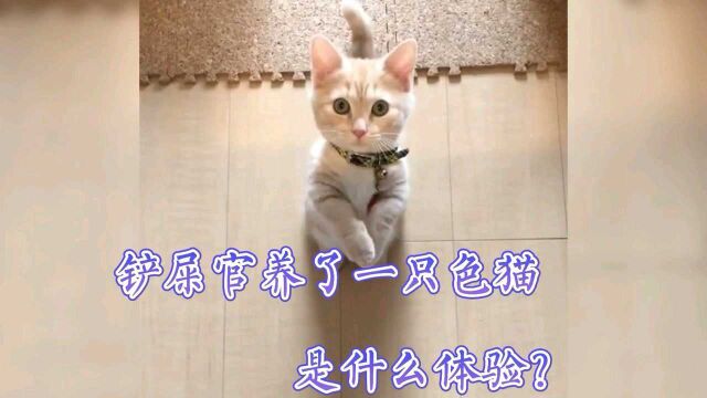 铲屎官养了一只色猫是什么体验?