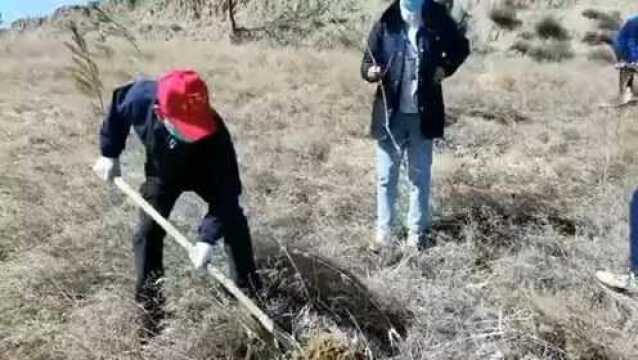 益海嘉里粮油200志愿者积极参加公益植树活动.不惧山上大风和严寒天气,热情高涨,共种植2000多棵小树苗.