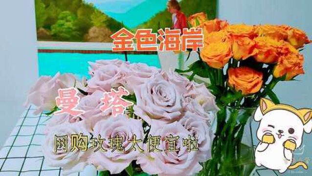 在某宝买玫瑰曼塔和金色海岸价格太便宜了,曼塔真漂亮花中贵妇