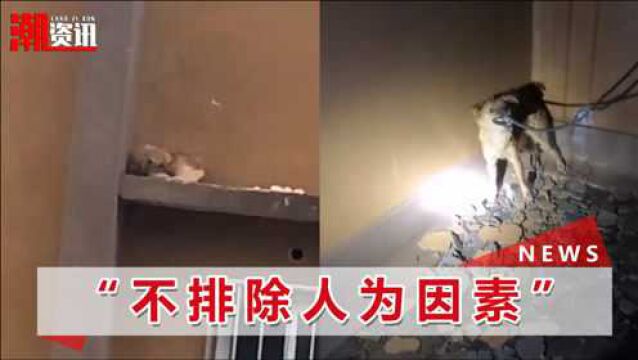 “它害怕”河南一小狗疑被遗弃17楼外平台,淋雨两天两夜后获救