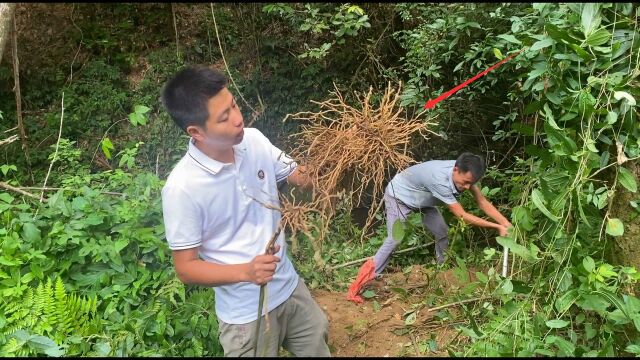 这种植物的根部一颗卖100元,估计很多人不知道,拍给大家看看