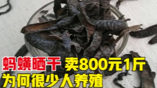 蚂蟥晒干卖800元1斤,为何很少农民养殖?风险到底在哪里?