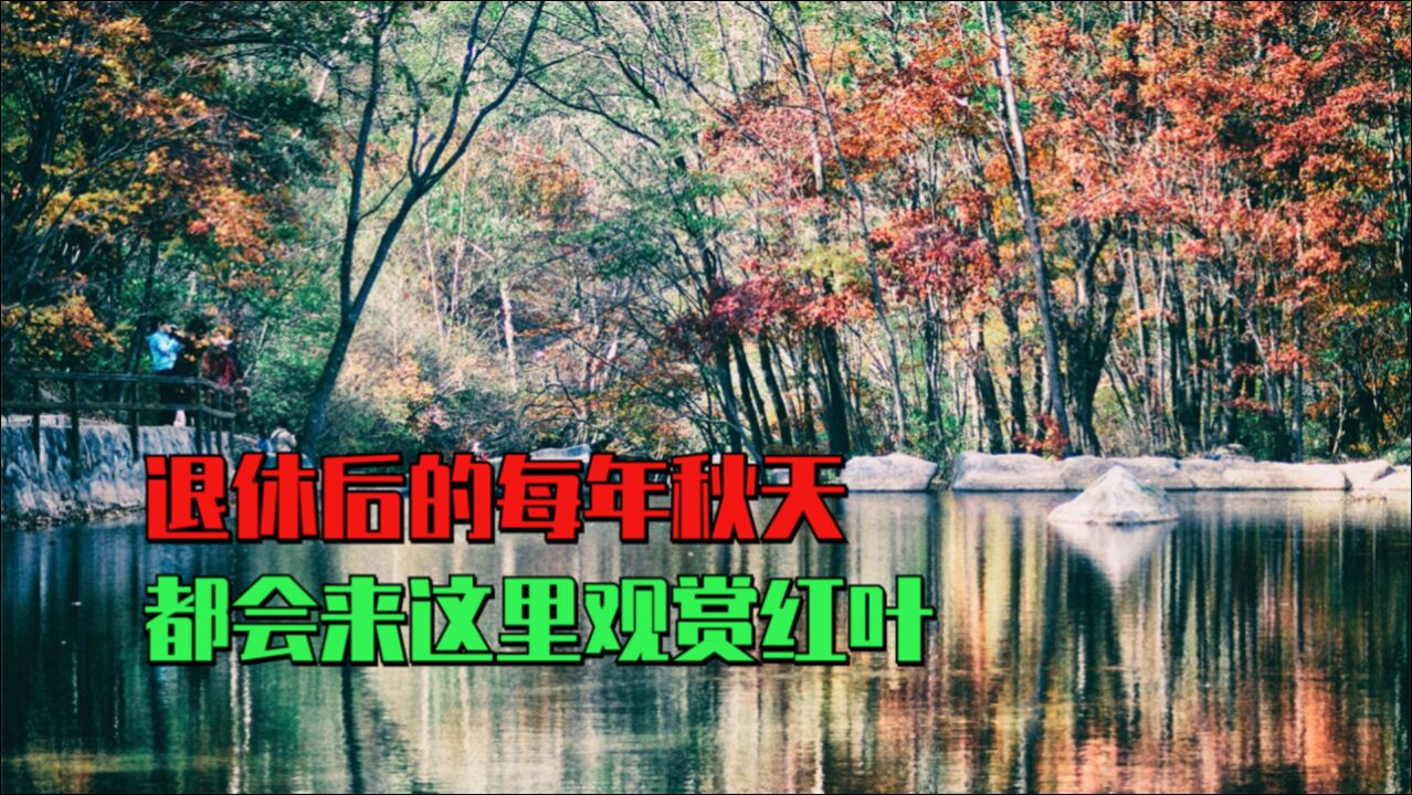 退休后的每年秋天,我都会来本溪同一个景区观赏红叶,从未失望过