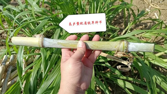 选择高产量牧草种植,用我手中2根优质种节就长一大窝牧草