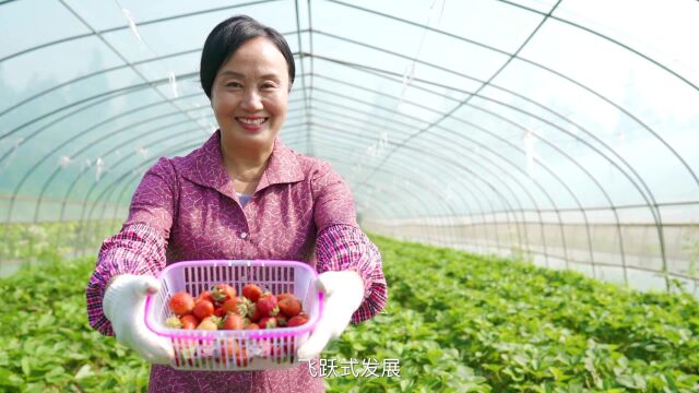 河北邯郸成安县:成安草莓,品质一流