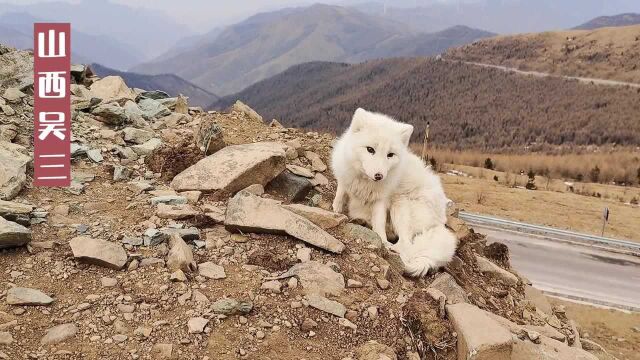 山西五台山寻找白狐,终于在鸿门岩找到了,可怜的小家伙变瘦了