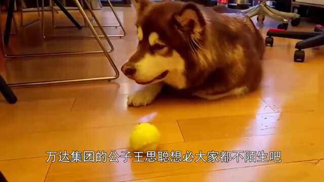 王思聪为爱犬定制专属狗牌,上面的字亮了!网友:活得不如狗