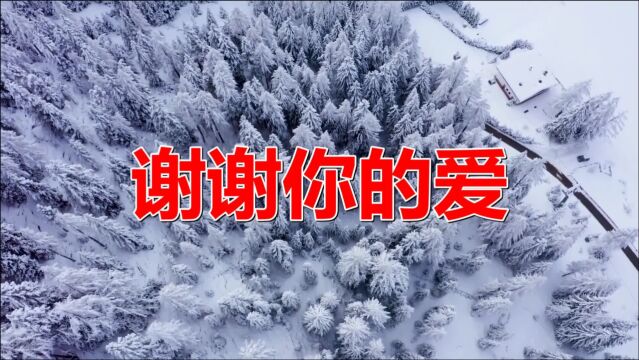 经典老歌:《谢谢你的爱》歌词朴实亲切,动听感人