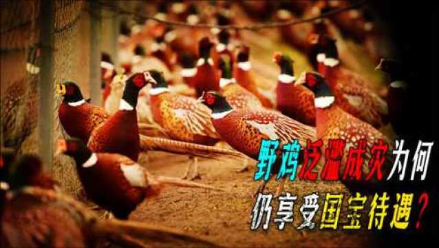 东北野鸡泛滥成灾,为何无人敢吃?吃货看见野鸡要躲着走!