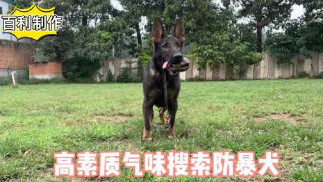 高素质防暴气味搜索犬