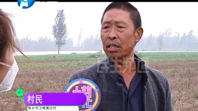 河南新乡:千亩上海青滞销无人问津,村民无奈免费送人