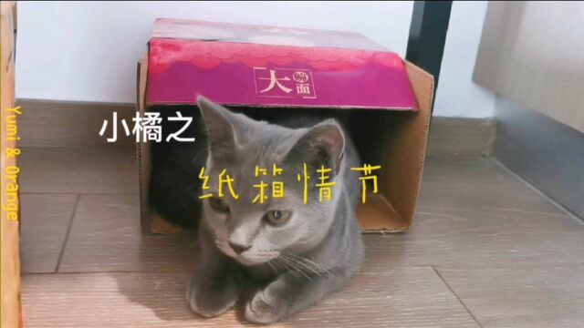 猫猫多爱破纸箱?第三期——纸箱情节