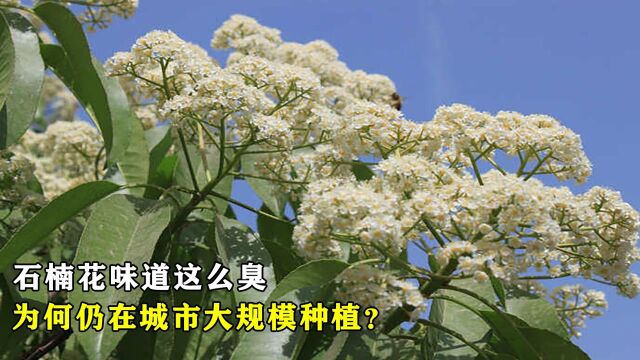 石楠花味道这么臭,为何仍在城市大规模种植?它到底有什么作用?