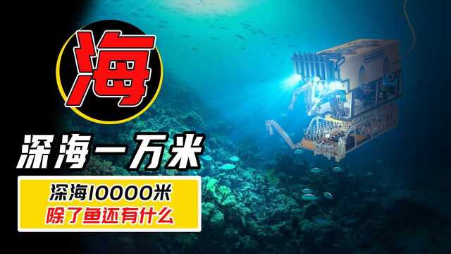 深海10000米有什么?你敢直面海底的奇怪生物吗?