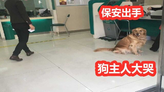 女生带金毛犬进入银行,与保安起争吵,保安一怒之下出手