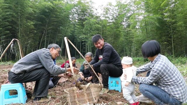 一块土挖两千斤红薯,感谢大家的帮忙,晚上幺妈点豆花来吃#农村生活 #挖红薯