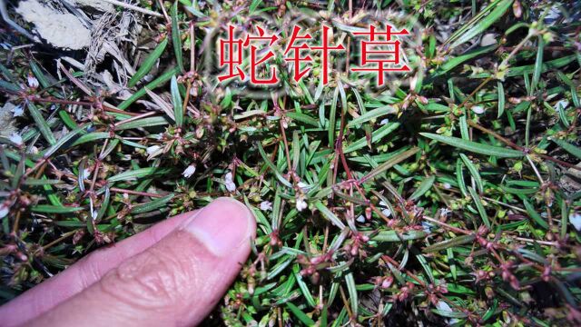 “蛇针草”植物有什么用?农村人生活中泡茶喝,您了解与认识吗