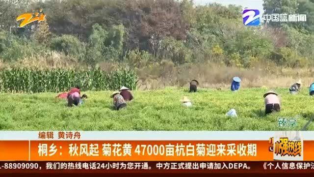 桐乡:秋风起 菊花黄 47000亩杭白菊迎来采收期