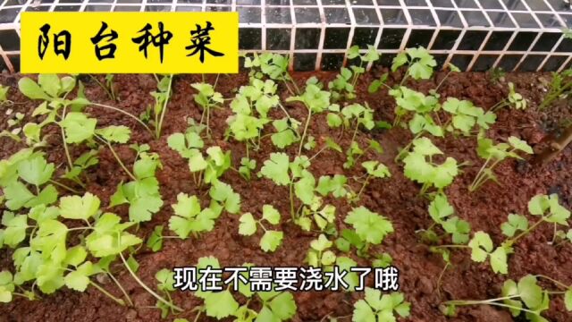 阳台种植芹菜怎样出苗快,怎么移栽成活率高,种1次吃半年