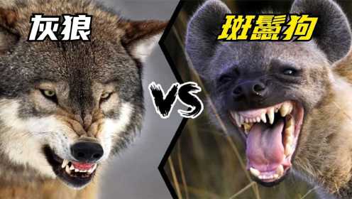 灰狼VS斑鬣狗，谁才是真正的团战之王？非洲二哥可不是开玩笑的！