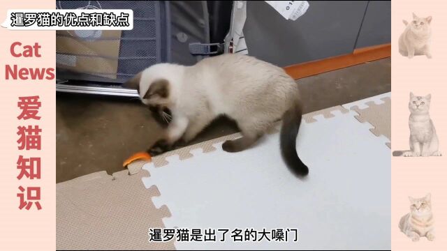 暹罗猫的优点和缺点