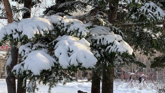 雪后美景,洁白的雪花飘落在翠绿的松树上,别有一番风情