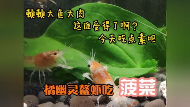 给小鳌虾们安排个菠菜大餐,荤素搭配,茁壮成长#水族 #观赏虾 #鳌虾 #宠物