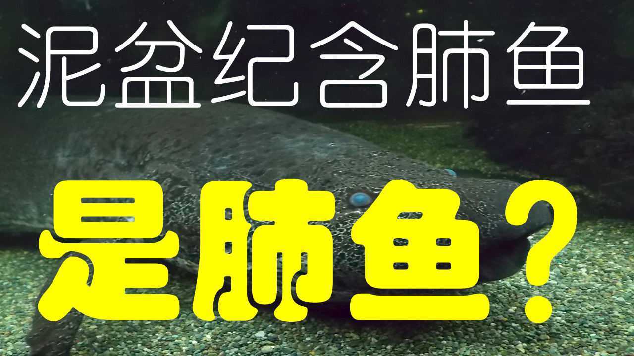 泥盆纪含肺鱼是肺鱼?|地球简史系列15|海民大叔