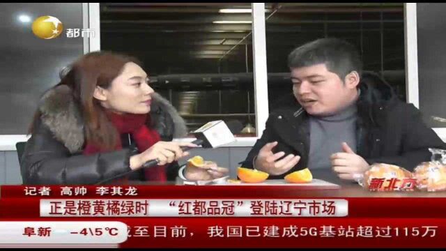 正是橙黄橘绿时“红都品冠”登录辽宁市场