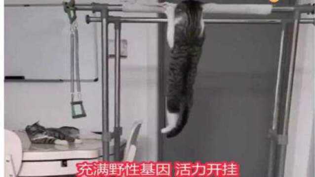 狸花猫:如此霸气的狸花猫,你喜欢吗?